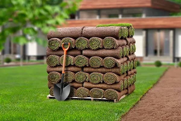 Портрет человека